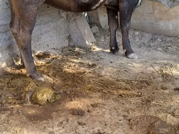 Vache, Race Alatauskaya