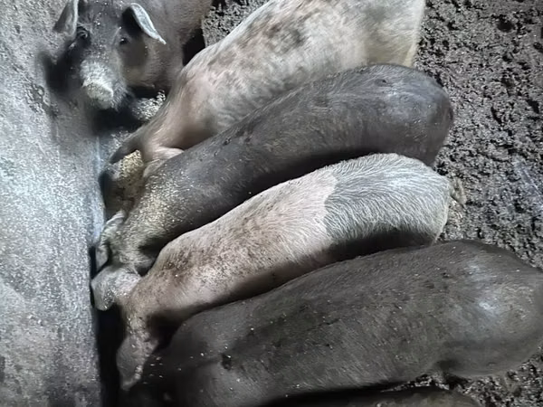 母猪, 