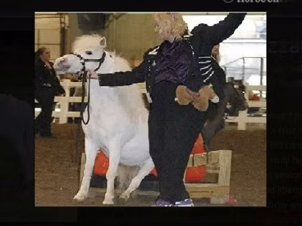 Stute, Miniature horse