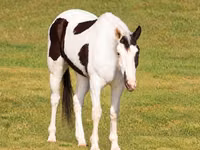 公马, American paint horse — 照片 3