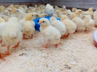 Chickens — Foto 3