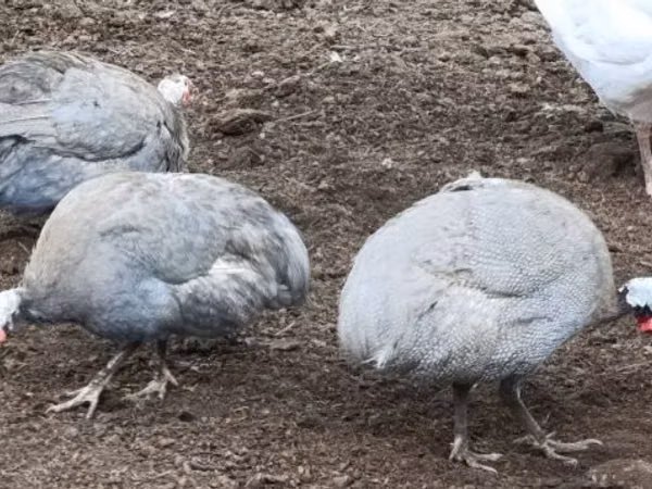 薰衣草