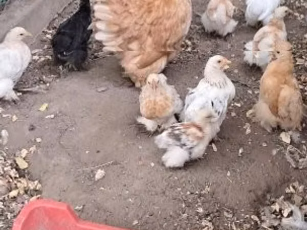 कोचीन