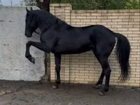 حصان, Karachay horse — الصورة 1