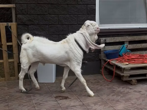 公山羊, Gulabi goats