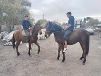 Hengst, Thoroughbred horse — Foto 7