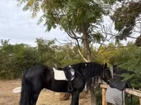 Cheval, Friesian — photo 4
