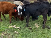 Cattle (batch, sex not specified), Aberdeen-Angus — photo 3