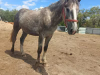 公马, Altai horse — 照片 5