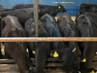सांड, Simmental cattle — फ़ोटो 5