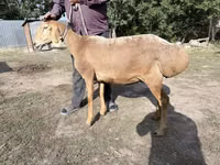 भेड़, Arashan sheep — फ़ोटो 1