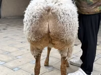 母羊, Awassi sheep — 照片 6