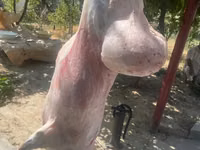 كبش, الأغنام — الصورة 5