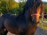 Horse (M), Hungarian horse breed — photo 1