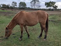 Stute, Azerbaijan horse — Foto 2
