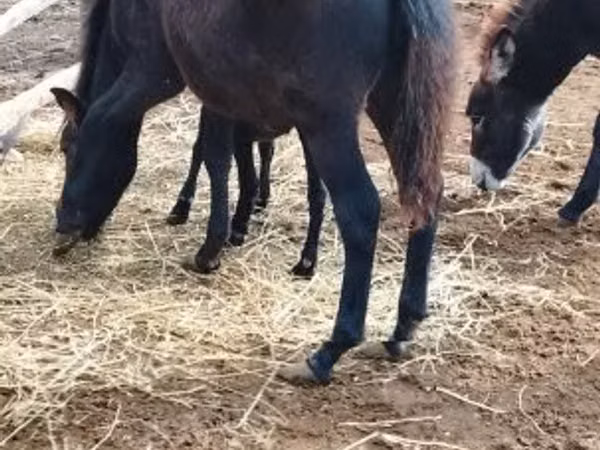 حصان, Welsh Mountain Pony