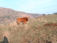 母牛, Nguni cattle — 照片 2