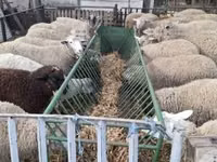 Sheep, Ile-de-France sheep — photo 1