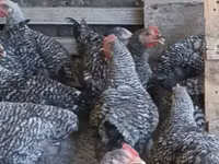 Chickens — الصورة 3