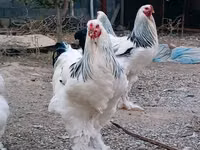 Brahma — photo 1