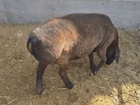 Oveja, Hissar sheep — foto 2