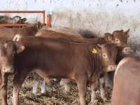 Taureau, Simmental cattle — photo 2