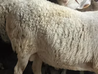 Bélier, Assaf sheep — photo 4