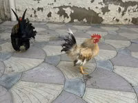 Chickens — 照片 4