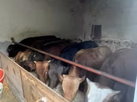 公牛, Red-spotted breed — 照片 2