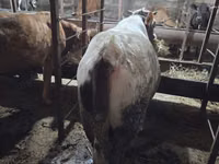 公牛, Aberdeen-Angus — 照片 6