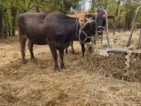 Vache, Race brune des Carpates — photo 2