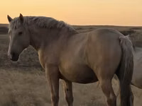 公马, New Altai Horse — 照片 1