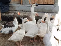 Geese — foto 6