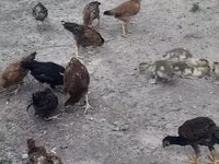 Chickens — फ़ोटो 1