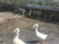 क्रेस्टेड — फ़ोटो 3