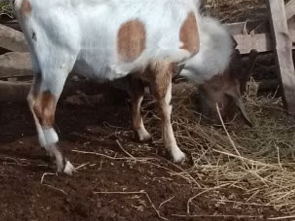 تيس, Nubian Goat