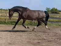 Hengst, Dutch warmblood horse — Foto 1