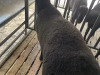 公羊, Jaidara sheep — 照片 2