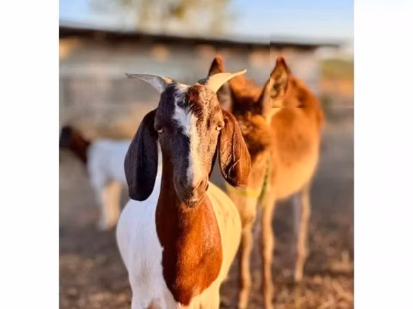 Chèvre, Boer goat