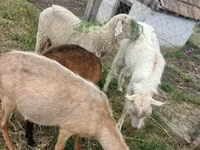 Widder, Merino sheep — Foto 3