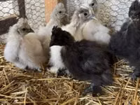 Poule soie — photo 3