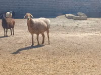 公羊, Ordabasy sheep — 照片 1