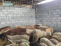 Schaf, Beulah Speckled face sheep — Foto 6