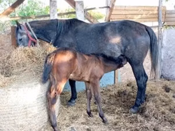 母马, Horses