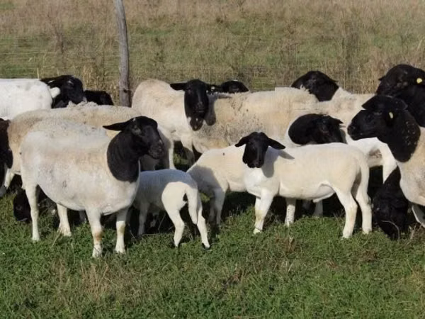 Brebis, Dorper sheep