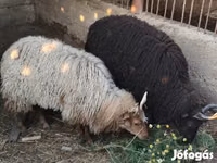 भेड़, Racka sheep — फ़ोटो 1