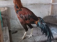 Chickens — फ़ोटो 8
