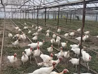 أبيض عريض الصدر — الصورة 2