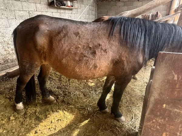 Stute, Horse breed