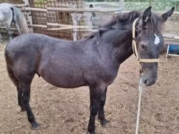 Cheval, Chevaux